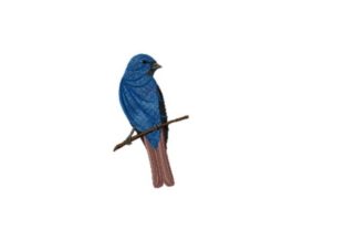 Indigo Bunting: A Designer Review for Boutique Apparel